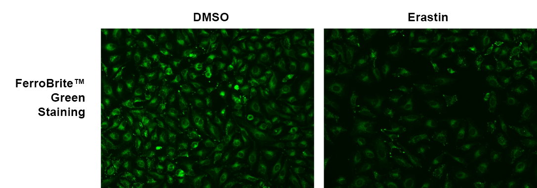 Erastin induced ferroptosis in Hela cells. The fluorescence response of FerroBrite™ Green (20 µM) was evaluated in HeLa cells, in the absence and presence of 6-hour Erastin treatment at 37°C, 5% CO2 incubator. Fluorescence intensities were measured using fluorescence microscopy equipped with a FITC filter.