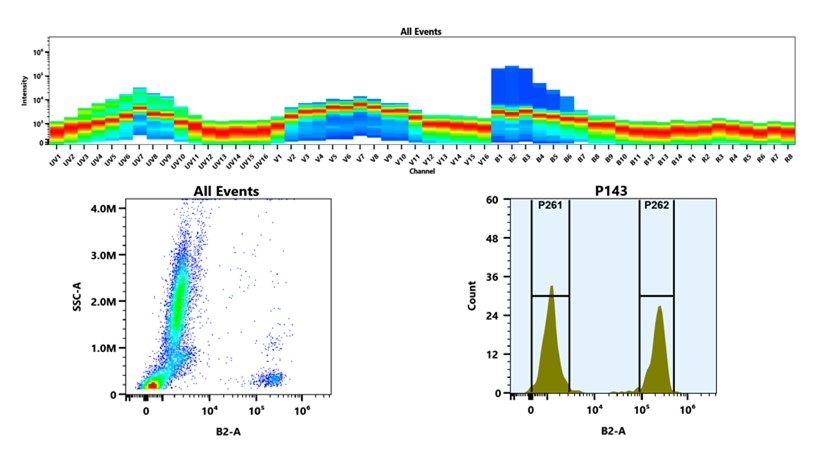 (Top) Spectral emission profiles generated using four spatially offset lasers (355 nm, 405 nm, 488 nm, and 640 nm). Each laser produced a distinct emission pattern, and their combination yielded the composite spectral signature. (Bottom) Flow cytometry analysis of whole blood stained with FITC Anti-human CD3 Antibody *UCHT1*. The fluorescence signal was monitored using an Cytek Aurora flow cytometer in the specific B2-A channel.