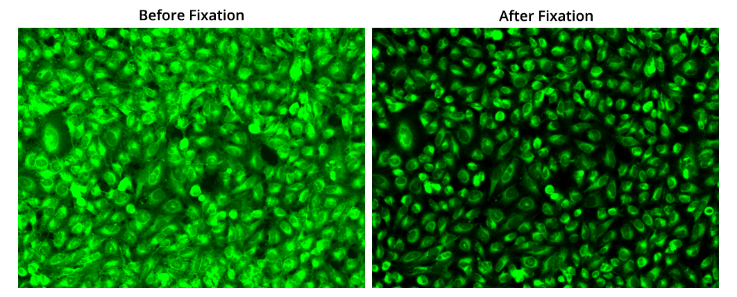 Image of Hela cells stained with FITC-Palmitate Conjugate and then fixed with 4% formaldehyde.  Live Hela cells were cultured in a 96-well plate overnight, and the medium was removed before staining. 100 µL of the FITC-Palmitate conjugate (10 µM) in HH buffer was added to each well. Cells were stained for 30 minutes at room temperature, washed twice with HH buffer, and then fixed with 4% formaldehyde. The cells were imaged with a FITC filter before and after fixation.