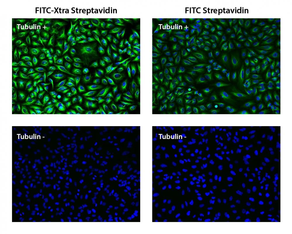 HeLa cells were incubated with (Tubulin+) or without (Tubulin-) mouse anti-tubulin and biotin goat anti-mouse IgG followed by FITC-Xtra streptavidin conjugate (Green, Left) or FITC-streptavidin conjugate (Green, Right), respectively. Cell nuclei were stained with Hoechst 33342 (Blue, Cat#17530).