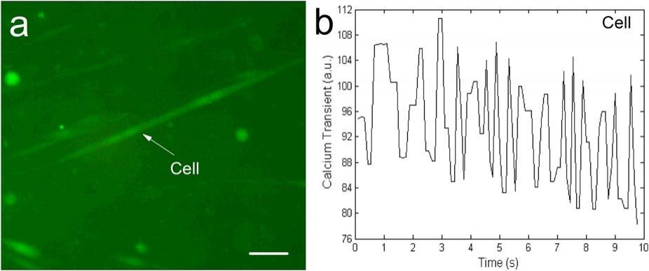 Spontaneous calcium transients analysis. (a) Ca<sup>2+</sup> fluorescence image from SVF-CMs loaded with the Ca<sup>2+</sup> indicator fluo-3/AM. (b) A calcium transient wave of the cell denoted by a white arrow in the panel &ldquo;a&rdquo; was produced through a customized MATLAB program. Scale bar&thinsp;=&thinsp;50&thinsp;&mu;m. Source: <strong>Obtaining spontaneously beating cardiomyocyte-like cells from adipose-derived stromal vascular fractions cultured on enzyme-crosslinked gelatin hydrogels </strong>by Yang et al., <em>Scientific Report,</em> Feb. 2017.