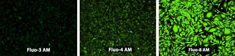 U2OS cells were seeded overnight at 40,000 cells/100 &micro;L/well in a 96-well black wall/clear bottom costar plate. The growth medium was removed, and the cells were incubated with, respectively, 100 &micro;L of Fluo-3 AM, Fluo-4 AM and Fluo-8&reg; AM in HHBS at a concentration of 4 uM in a 37 &deg;C, 5% CO2 incubator for 1 hour. The cells were washed twice with 200 &micro;L HHBS, then imaged with a fluorescence microscope (Olympus IX71) using FITC channel.