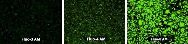 U2OS cells were seeded overnight at 40,000 cells/100 &micro;L/well in a 96-well black wall/clear bottom costar plate. The growth medium was removed, and the cells were incubated with, respectively, 100 &micro;L of Fluo-3 AM, Fluo-4 AM and Fluo-8&reg; AM in HHBS at a concentration of 4 uM in a 37 &deg;C, 5% CO2 incubator for 1 hour. The cells were washed twice with 200 &micro;L HHBS, then imaged with a fluorescence microscope (Olympus IX71) using FITC channel.