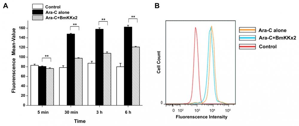 BmKKx2 binding causing the Ca2+ concentration decrease during the erythroid differentiation of K562 cells. (A) Intracellular Ca2+ was stained by Fluo-8, and the Ca2+ concentration was measured by flow cytometric analysis. The mean values were mean &plusmn; SD from three independent experiments. **p&lt;0.01 (Student&rsquo;s t-test). (B) Flow cytometric analysis of Fluo-8 fluorescence intensity in K562 cells with or without BmKKx2 after Ara-C induced for 24 h. Source: Graph from <strong>hERG Potassium Channel Blockage by Scorpion Toxin BmKKx2 Enhances Erythroid Differentiation of Human Leukemia Cells K562</strong> by Jian Ma et al., <em>PLOS</em>, Dec. 2013