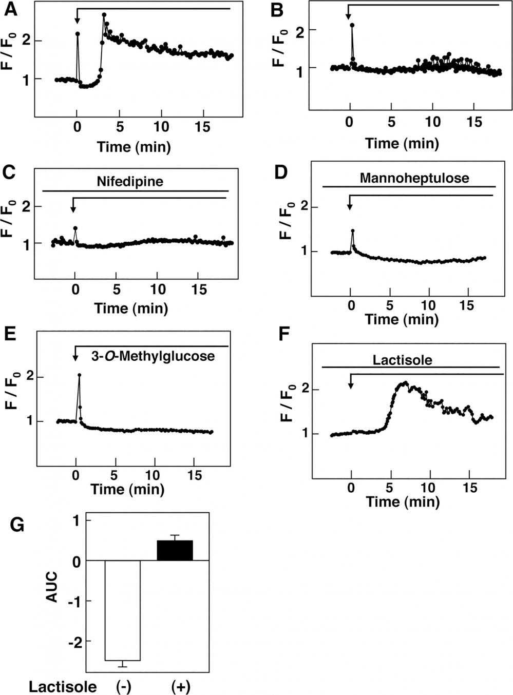 Effect of Glucose and 3-O-Methylglucose on [Ca2+]c Measured by Fluo-8. A: Fluo-8-loaded cells were stimulated by 25 mM glucose and changes in [Ca2+]c were measured. A typical response with a rapid peak is presented. The trace is a respresentative of those-obtained in more than 100 cells. B: Fluo-8-loaded cells were incubated in Ca2+-free HBSS and stimulated by 25 mM glucose as shown by the arrow. The trace is a representative of those obtained in more than 100 cells. C: Fluo-8-loaded cells were stimulated by 25 mM glucose in the presence of 1 &mu;M nifedipine, which was added 10 min pror to the stimulation by glucose. Changes in [Ca2+]c were monitored. The trace is a representative of those obtained in more than 100 cells. D: Fluo-8-loaded cells preincubated for 10 min with 10 mM mannoheptulose were stimulated with 25 mM glucose as indicated by the arrow. The trace is a representative of those obtained in more than 100 cells. E: Fluo-8-loaded cells were stimulated by 25 mM 3-O-methylglucose and changes in [Ca2+]c were monitored. The trace is a representative of those obtained in more than 100 cells. F: Fluo-8-loaded cells were stimulated by 25 mM glucose in the presence of 5 mM lactisole, which was added 10 min prior to the stimulation by glucose. Changes in [Ca2+]c were monitored. The trace is a representative of those obtained in more than 100 cells. G: Experiments were carried out as shown in F and AUC from 1 to 5 min was calculated. Values are the mean &plusmn; SE for 10 determinations. Source: <em>Graph from&nbsp;Glucose Evokes Rapid Ca2+ and Cyclic AMP Signals</em> <em>by Activating the Cell-Surface Glucose-Sensing Receptor in Pancreatic &beta;-Cells</em> by Yuko Nakagawa et al. PLOS, Dec. 2015.