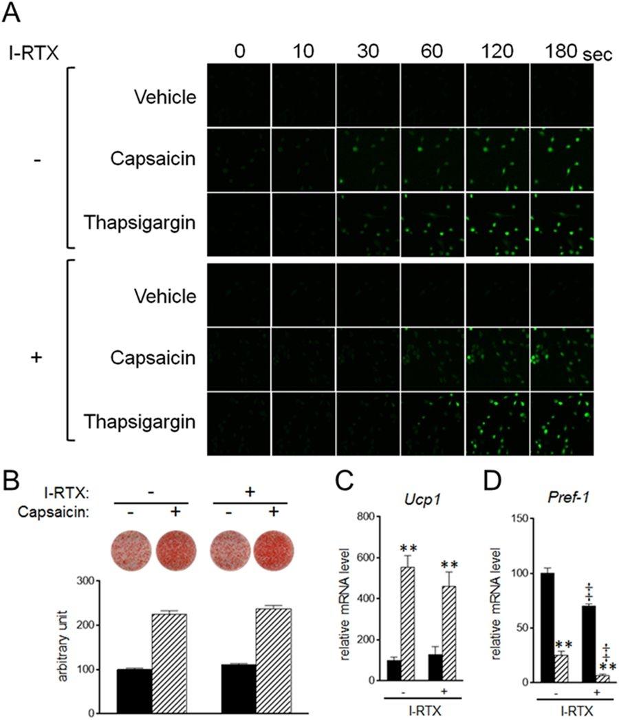Stimulation of brown adipogenesis by supra-pharmacological capsaicin in a Trpv1-independent manner. (A) HB2 brown preadipocytes loaded with Fluo-8 AM were treated with capsaicin (100&thinsp;&mu;M) or A23187 (1&thinsp;&mu;M) in the absence of extracellular calcium and in the presence or absence of I-RTX (1&thinsp;&mu;M), and cytosolic calcium level was evaluated. (B&ndash;D) HB2 brown preadipocytes were cultured with 100&thinsp;&mu;M of capsaicin in the presence or absence of I-RTX (1&thinsp;&mu;M) during brown adipogenesis. (B) Oil Red O staining of cells on day 8 was performed and the dye intensity was quantified (n&thinsp;=&thinsp;2). (C and D) Expression levels of Ucp1 (C) or Pref-1 (D) on day 8 were examined by RT-qPCR analysis. Black bar: vehicle; Hatched bar: capsaicin. The data are presented as the mean&thinsp;&plusmn;&thinsp;SE (n&thinsp;=&thinsp;4). **P&thinsp;&lt;&thinsp;0.01 vs. cells treated with vehicle and corresponding reagent (vehicle or I-RTX). &Dagger;P&thinsp;&lt;&thinsp;0.01 vs. cells treated with vehicle and corresponding reagent (vehicle or capsaicin). Source: <strong>Supra-pharmacological concentration of capsaicin stimulates brown adipogenesis through induction of endoplasmic reticulum stress</strong> by Kida et al., <em>Scientific Reports,</em> Jan. 2018.