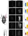 Difference in fluorescence intensity of insect flexion leg muscles of the control beetle and the beetle after oral dosing with chemical indicators. (A) Fluo-8; (B) Rhodamine 123; (C) DiBAC4(3); (D) Rhodamine B; and (E) Cell Tracker. The Fluo-8, Rhodamine 123, and DiBAC4(3) dosed beetle leg was observed under 460&ndash;480 nm excitation light and fluorescence emitted was collected within 495&ndash;540 nm. The Rhodamine B and Cell Tracker dosed beetle leg was observed under 535&ndash;555 nm excitation light and fluorescence emitted was collected within 570&ndash;625 nm. Fluorescence intensity was measured at the 2 regions of interest (ROIs) shown in S1A Fig. The images obtained were digitized by ImageJ software, and the averaged intensity is shown in each bar graph. The graphs in the right column show the fluorescence intensities of each beetle leg dosed with different chemical indicators (center) compared with the control (left) beetle leg. The control beetles were fed with the home-made jelly (no chemical indicator added) for 2 days prior to observation. The error bars represent the standard deviation (S.D.) (N = 5 beetles, n = 30 beetle legs for control, DiBAC4(3), Rhodamine B, and Rhodamine 123; N = 9 beetles, n = 30 beetle legs for Fluo-8 and Cell Tracker). Each data set was compared with control leg data set by student&rsquo;s t-test (Fluo-8, p = 1.42&times;10-4; Rhodamine 123, p = 4.65&times;10-5; DiBAC4(3), p = 6.26&times;10-9; Rhodamine B, p = 1.15&times;10-9 and Cell Tracker, p = 7.10&times;10-3). The color scale is given on the bottom left corner of the image. The increase in fluorescence intensity for the chemical indicator-dosed beetle compared with the control beetle indicates that the oral dosing method successfully administers and delivers various chemical indicators in order to label the beetle leg muscle.&nbsp;Source: Graph from <strong>Oral Dosing of Chemical Indicators for In Vivo Monitoring of Ca<sup>2+</sup> Dynamics in Insect Muscle</strong> by Ferdinandus et al., <em>PLOS</em>, Jan. 2015.