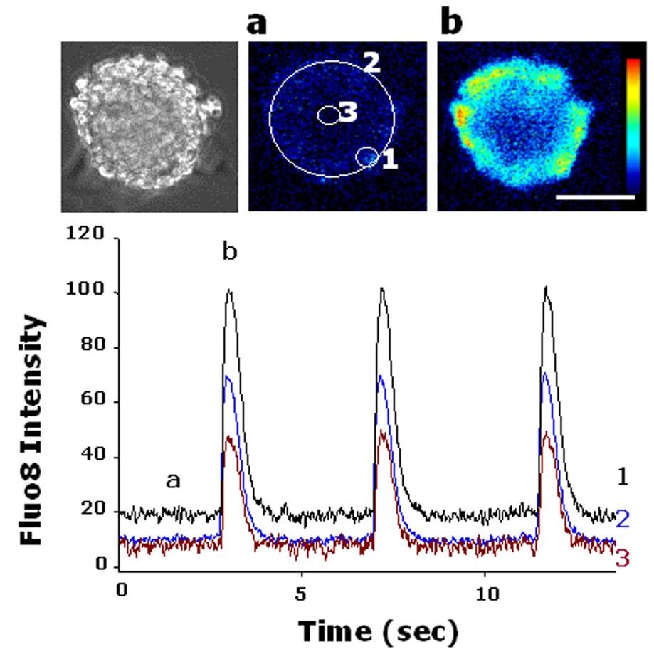 Functional analysis of expanded human cardiomyocytes. Ca<sup>++</sup> transient in dissociated beating colonies. Cytoplasmic Ca<sup>++</sup> change was monitored with fluo-8. Left panel: a transmission image of fluo-8 loaded iPSC colony. Middle and right panels: Fluo-8 images at the end (a) and the peak (b) of the fluorescence change. Scale bar?=?50 &micro;m. Lower panel: Time course of fluo-8 intensity change. The intensity was measured at the periphery (1), the entire colony (2) and the center (3) (ROIs shown in middle panel). Ratios (F1/F0) of the intensity to the one at the beginning of recording (F0) are indicated. Note that Ca transient is well synchronized within the colony. Real time video is shown in Movie S3. *Human iPSCs were loaded with 4 &micro;M Quest Fluo-8 (ABD Bioquest, Inc. Sunnyvale, CA) for 30 min. Source: Graph from <strong>Induction and Enhancement of Cardiac Cell Differentiation from Mouse and Human Induced Pluripotent Stem Cells with Cyclosporin-A</strong> by Masataka Fujiwara, et al., <em>PLOS ONE</em>, Feb. 2011.