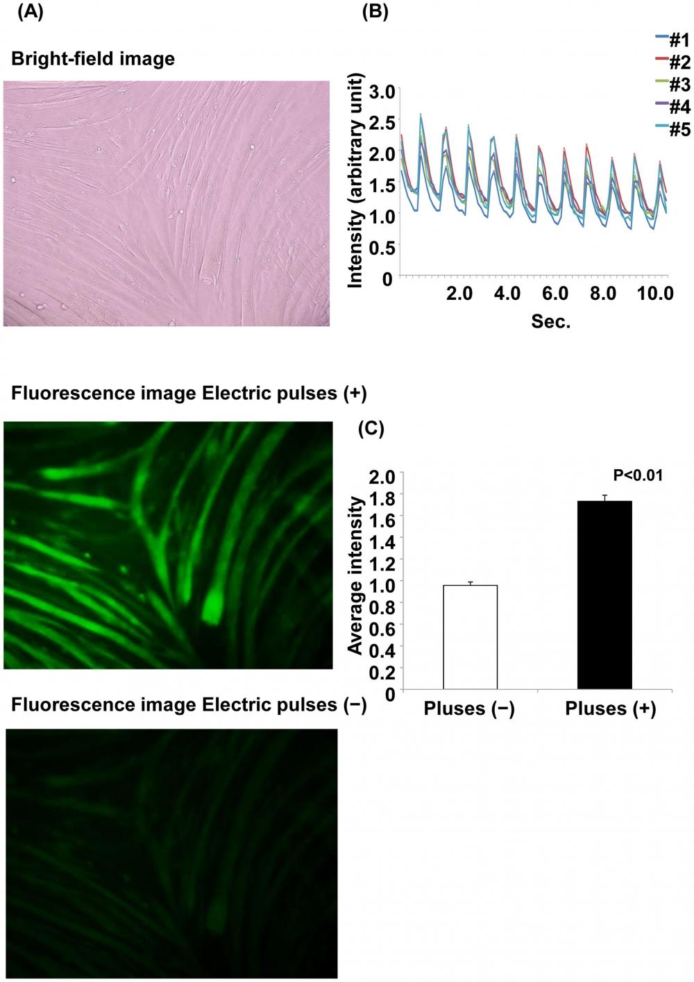Ca2+ fluorescence with and without electrical stimulation. (A) Ca2+ fluorescence with and without electrical stimulation. Myotubes were treated with Fluo-8 dye loading solution 30 min before electrical stimulation. The images are shown at 200&times; magnification. The upper panel shows the bright-field image. The middle panel shows the myotubes with electric pulses, and the lower panel shows the myotubes without electric pulses. (B) Changes in Ca2+ fluorescence intensity with electrical stimulation. The fluorescence intensity was analyzed at 5 arbitrary points. Each line shows the raw fluorescence intensity data at each point. (C) The average fluorescence intensity for 11 s is shown. The average fluorescence intensity with electric pulses is significantly higher than that without electric pulses (p&lt;0.01, Student&rsquo;s t-test). Source: Graph from<em> Characterization of an Acute Muscle Contraction Model Using Cultured C2C12 Myotubes</em> by Yasuko Manabe et al., PLOS, Dec. 2012.