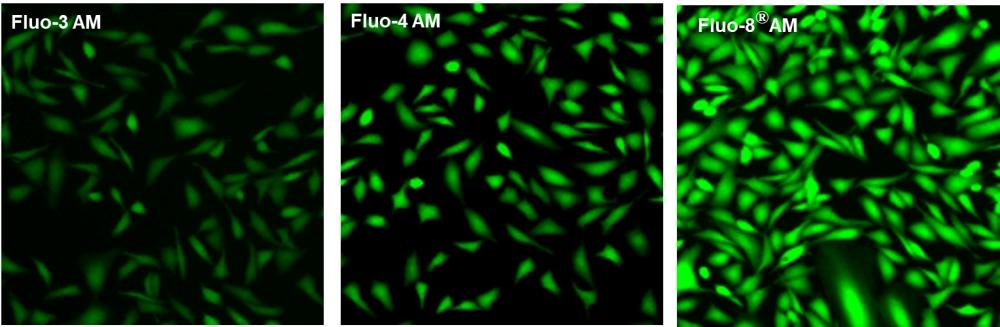 U2OS cells were seeded overnight at 40,000 cells per 100 uL per well in a 96-well black all/clear bottom costar plate.  The growth medium was removed, and the cells were incubated with 100 uL of 4 uM Fluo-3 AM, Fluo-4 AM or Fluo-8® AM in HHBS at 37 °C for 1 hour. The cells were washed twice with 200 uL HHBS, then imaged with a fluorescence microscope using FITC channel.