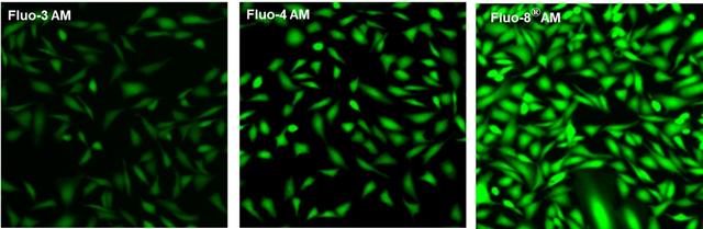 U2OS cells were seeded overnight at 40,000 cells per 100 uL per well in a 96-well black all/clear bottom costar plate.  The growth medium was removed, and the cells were incubated with 100 uL of 4 uM Fluo-3 AM, Fluo-4 AM or Fluo-8® AM in HHBS at 37 °C for 1 hour. The cells were washed twice with 200 uL HHBS, then imaged with a fluorescence microscope using FITC channel.