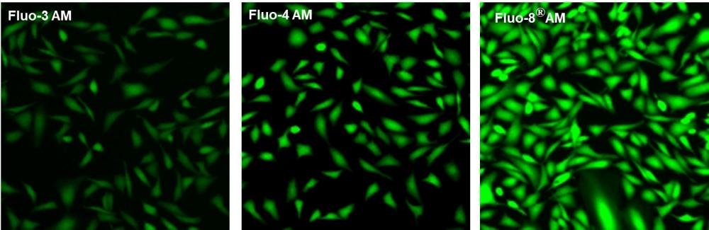 U2OS cells were seeded overnight at 40,000 cells per 100 uL per well in a 96-well black all/clear bottom costar plate.  The growth medium was removed, and the cells were incubated with 100 uL of 4 uM Fluo-3 AM, Fluo-4 AM or Fluo-8® AM in HHBS at 37 °C for 1 hour. The cells were washed twice with 200 uL HHBS, then imaged with a fluorescence microscope using FITC channel.