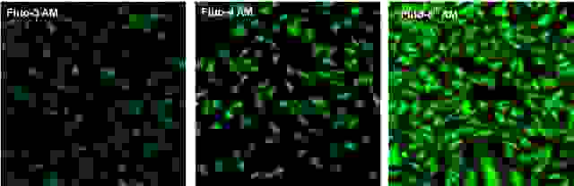 U2OS cells were seeded overnight at 40,000 cells per 100 uL per well in a 96-well black all/clear bottom costar plate.  The growth medium was removed, and the cells were incubated with 100 uL of 4 uM Fluo-3 AM, Fluo-4 AM or Fluo-8® AM in HHBS at 37 °C for 1 hour. The cells were washed twice with 200 uL HHBS, then imaged with a fluorescence microscope using FITC channel.