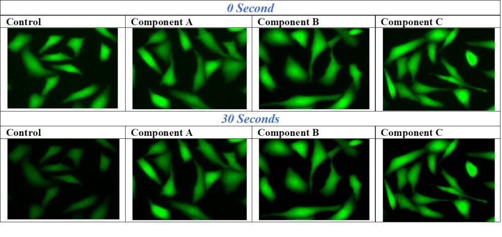 U2OS cells in a 96-well Costar black plate were loaded with 1 &micro;M calcein, AM for 1 hour, fixing with 2% formaldehyde for 30 minutes. Anti-fading reagents were added to the samples after removing all the media. The FITC signals were compared at 0 and 30 seconds exposure time by using an Olympus fluorescence microscopy. The same exposure settings were used for all the images.