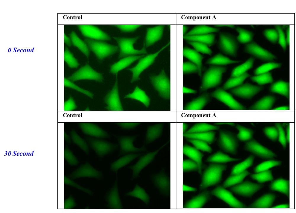 U2OS cells were loaded with 1 &micro;M Calcein AM for 1 hour, fixing with 2% formaldehyde for 30 minutes in a 96-well Costar black plate. Anti-fading reagent (100 &micro;L/well) was added into the samples after removing all the media. The FITC signals were compared at 0 and 30 seconds exposure time by using Olympus fluorescence microscopy. The same exposure settings were used for all the images.