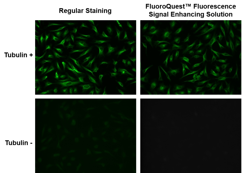 <p>HeLa cells were incubated with (Tubulin+, Upper) or without (Tubulin-, Bottom) mouse tubulin antibody for 30 minutes at room temperature. After 3 times wash in PBS, cells were stained using iFluor® 488 goat anti-mouse IgG conjugate (Cat#16528) diluted without (Left) or with FluoroQuest™ fluorescence signal enhancing solution (Right), respectively.</p>