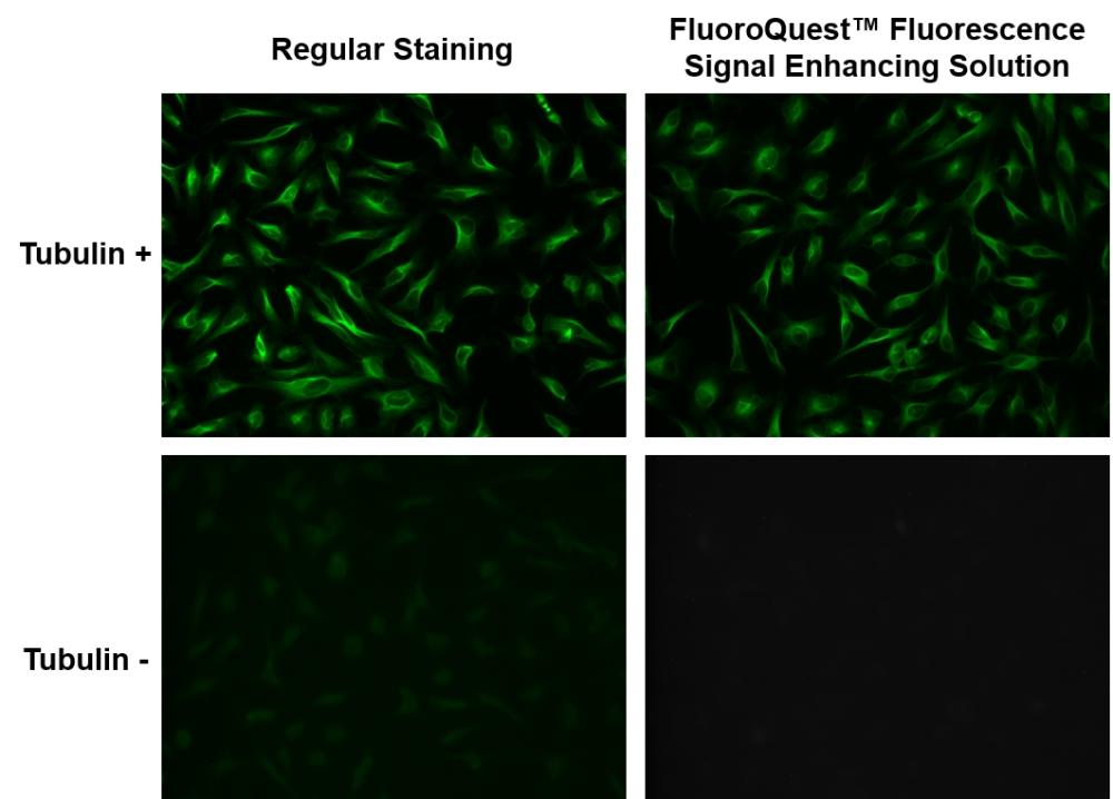 HeLa cells were incubated with (Tubulin+, Upper) or without (Tubulin-, Bottom) mouse tubulin antibody for 30 minutes at room temperature. After 3 times wash in PBS, cells were stained using iFluor®&nbsp;488 goat anti-mouse IgG conjugate (Cat#16528) diluted without (Left) or with FluoroQuest&trade; fluorescence signal enhancing solution (Right), respectively.