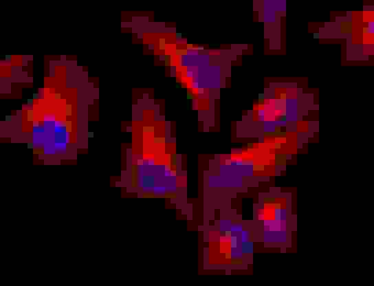 HeLa cells were stained with mouse anti-tubulin and then followed with iFluor<sup>TM</sup> 610 goat anti-mouse IgG (H+L). Cells were mounted in FluoroQuest™ Mounting Medium with DAPI (Cat# 20004).