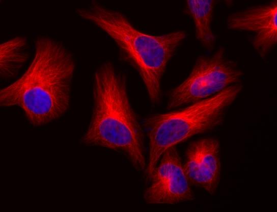 HeLa cells were stained with mouse anti-tubulin and then followed with iFluor<sup>TM</sup>&nbsp;610 goat anti-mouse IgG (H+L). Cells were&nbsp;mounted in FluoroQuest&trade; Mounting Medium with DAPI (Cat# 20004).