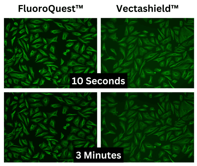HeLa cells were labeled with FITC and using either FluoroQuest™ or Vectashield™ antifade mounting medium. The FITC signals were compared at 10 seconds and 3 minutes by using an Olympus fluorescence microscopy. The same exposure settings were used for all images.