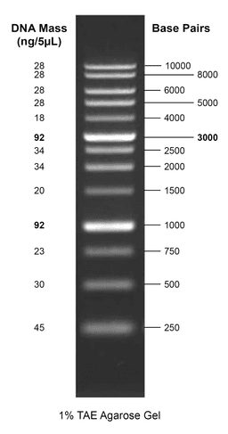 Gelite™ 1 kb DNA Ladder on a 1% TAE agarose gel.