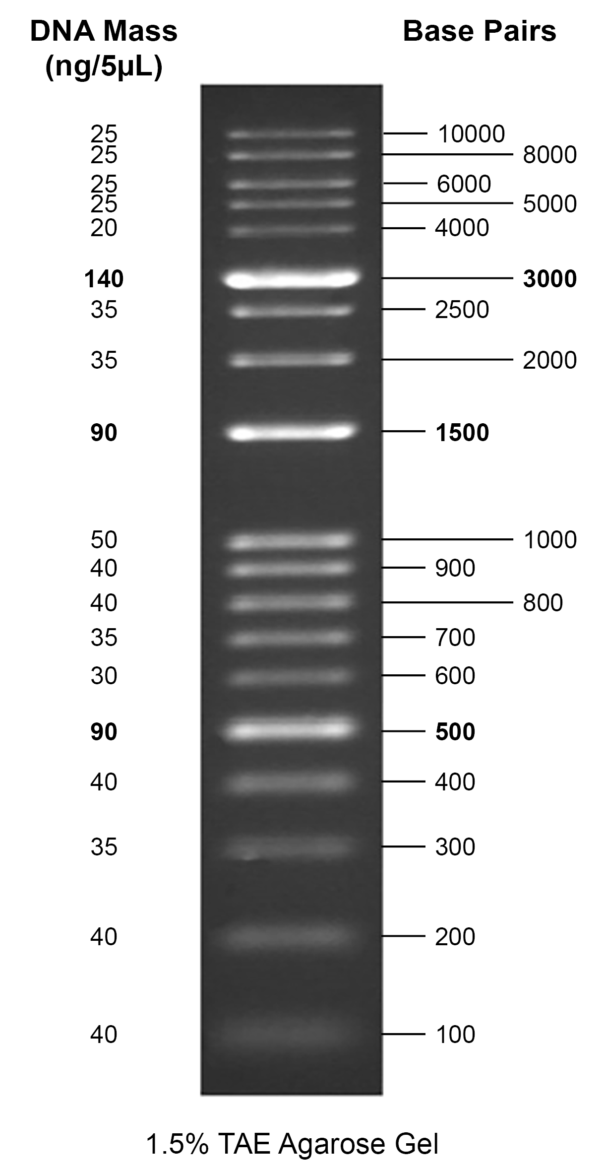 Gelite™ 100 bp-10 kb DNA Ladder on a 1.5% TAE agarose gel.