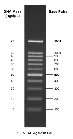 Gelite™ 100 bp DNA Ladder on a 1.7% TAE agarose gel.