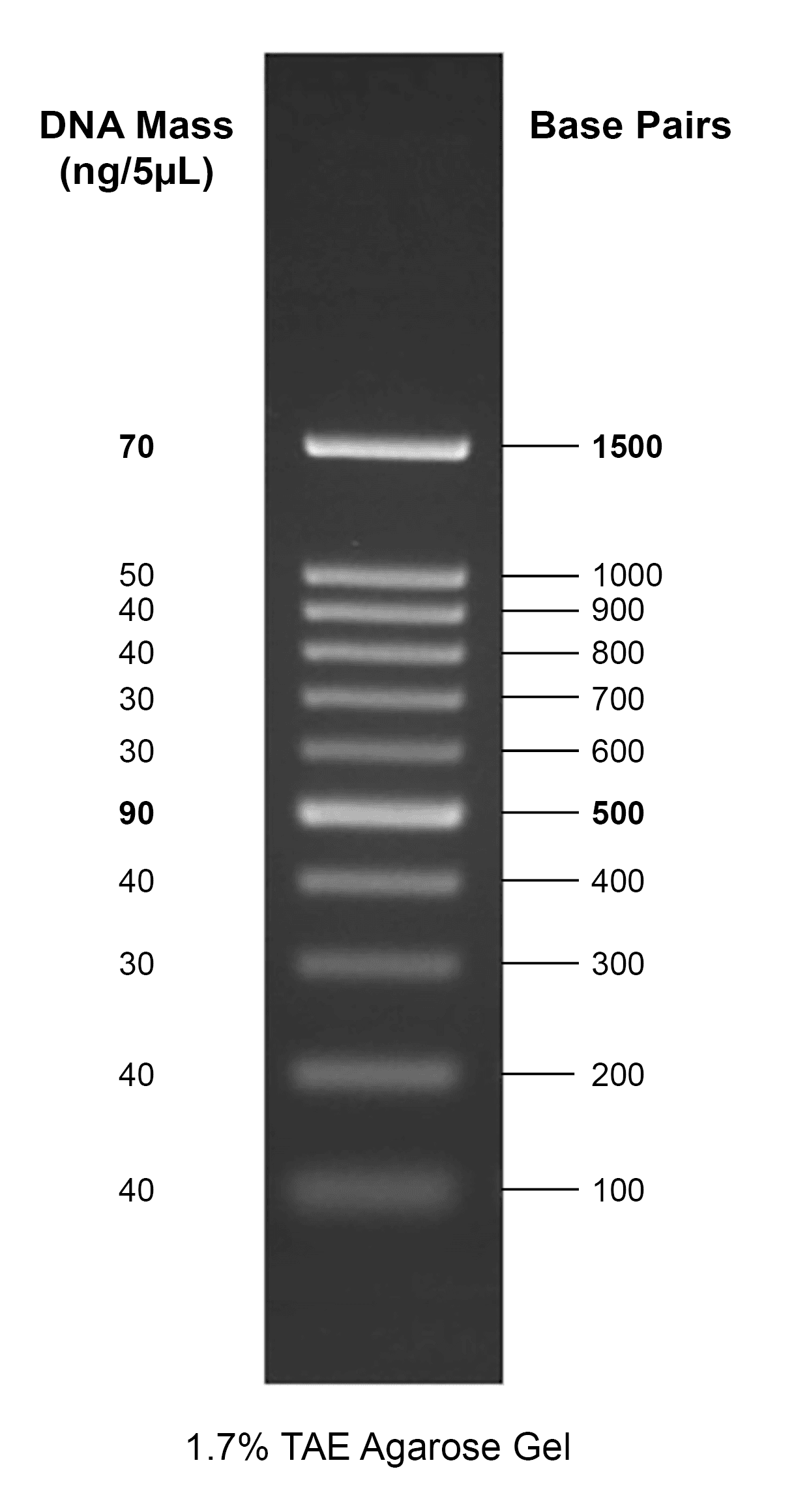 Gelite™ 100 bp DNA Ladder on a 1.7% TAE agarose gel.