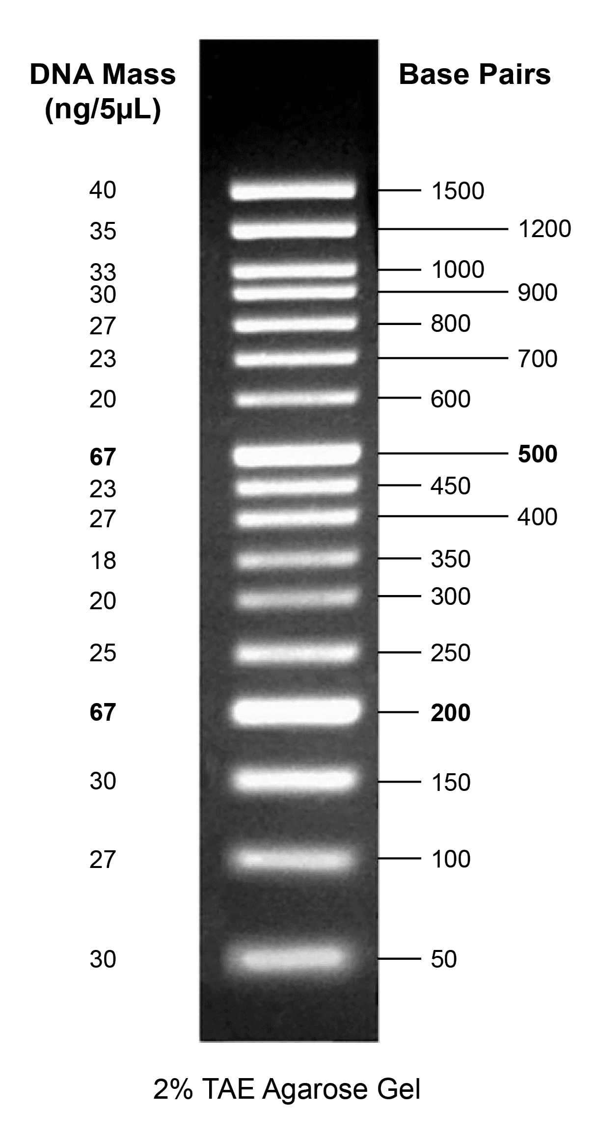 Gelite™ 50 bp DNA Ladder on a 2% TAE agarose gel.