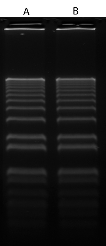 160 ng of 1 kb Plus DNA Ladder (ThermoFisher 10787018) in 0.9% agarose/TBE electrophoresis gel were stained with Gelite™ Green (A) and SYBR® Green (B), and imaged with 254-nm UV transilluminator using UVP Bioimaging System.