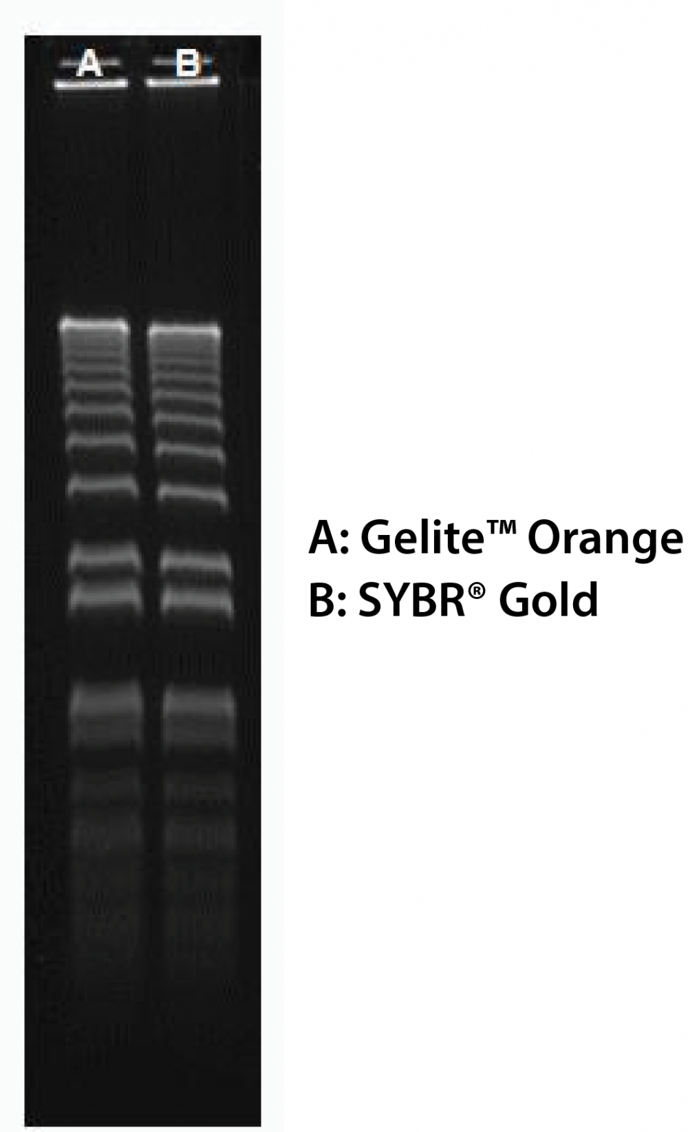 160 ng of 1 kb Plus DNA Ladder  (ThermoFisher 10787018) in 0.9% agarose/TBE electrophoresis gel were stained with Gelite™ Orange and SYBR® Gold, and imaged with 254-nm UV transilluminator using UVP Bioimaging System.
