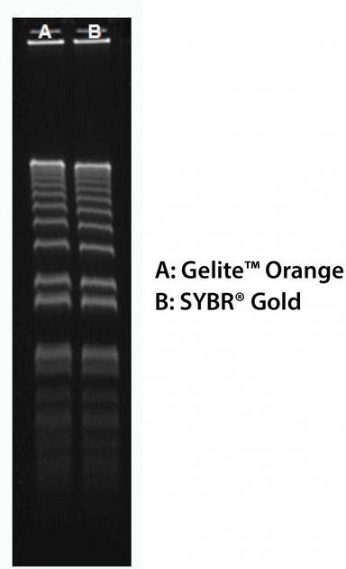 160 ng of 1 kb Plus DNA Ladder  (ThermoFisher 10787018) in 0.9% agarose/TBE electrophoresis gel were stained with Gelite™ Orange and SYBR® Gold, and imaged with 254-nm UV transilluminator using UVP Bioimaging System.