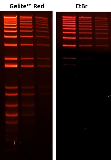 Comparison of ethidium bromide (EtBr) and Gelite™ Red in precast gel staining using 1% agarose gel in TBE buffer. 100 ng, 50 ng, 25 ng 1 kb Plus DNA Ladder were loaded from left to right. Gels were imaged using ChemiDoc™ MP Imager with an EtBr filter.