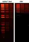 Comparison of ethidium bromide (EtBr) and Gelite&trade; Red in precast gel staining using 1% agarose gel in TBE buffer. 100 ng, 50 ng,&nbsp;25&nbsp;ng 1 kb Plus DNA Ladder were loaded from left to right. Gels were imaged using ChemiDoc&trade; MP Imager with an EtBr filter.