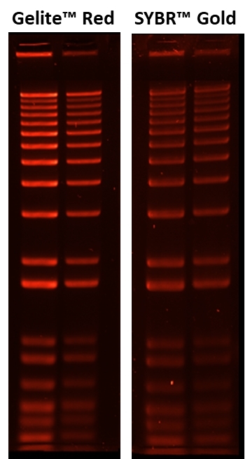 Comparison of Gelite™ Red and SYBR™ Gold  in post  gel staining. 1 kb Plus DNA Ladder (200ng and 100ng per lane ) were subjected to electrophoresis in 0.9% agarose in 1 x TAE buffer. The gels were subsequently stained with a 1x  Gelite™ Red or SYBR™ Gold in 1x TAE for 30 minutes and photographed using ChemiDoc™ MP Imager with an EtBr filter.