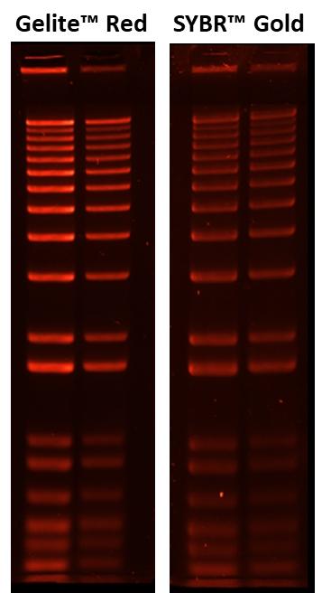 Comparison of Gelite&trade; Red and SYBR&trade; Gold&nbsp; in post&nbsp; gel staining. 1 kb Plus DNA Ladder (200ng and 100ng per lane ) were subjected to electrophoresis in 0.9% agarose in 1 x TAE buffer. The gels were subsequently stained with a&nbsp;1x&nbsp; Gelite&trade; Red or SYBR&trade; Gold in 1x TAE for 30 minutes and photographed using ChemiDoc&trade; MP Imager with an EtBr filter.