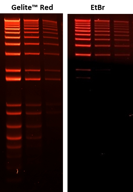 Comparison of ethidium bromide (EtBr) and Gelite™ Red in precast gel staining using 1% agarose gel in TBE buffer. 100 ng, 50 ng, 25 ng 1 kb Plus DNA Ladder (Invitrogen) were loaded from left to right. Gels were imaged using ChemiDoc™ MP Imager with an EtBr filter.