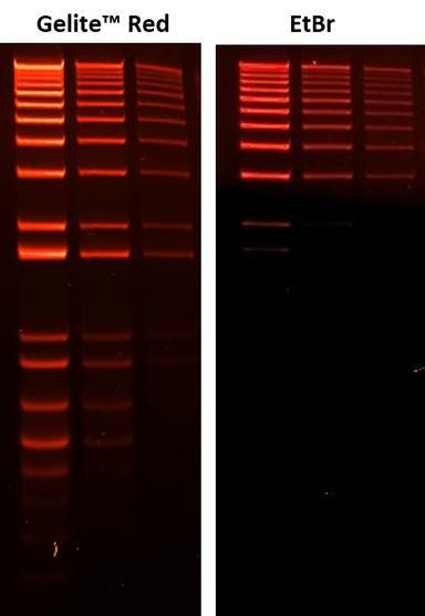 Comparison of ethidium bromide (EtBr) and Gelite&trade; Red in precast gel staining using 1% agarose gel in TBE buffer. 100 ng, 50 ng, 25 ng 1 kb Plus DNA Ladder (Invitrogen) were loaded from left to right. Gels were imaged using ChemiDoc&trade; MP Imager with an EtBr filter.