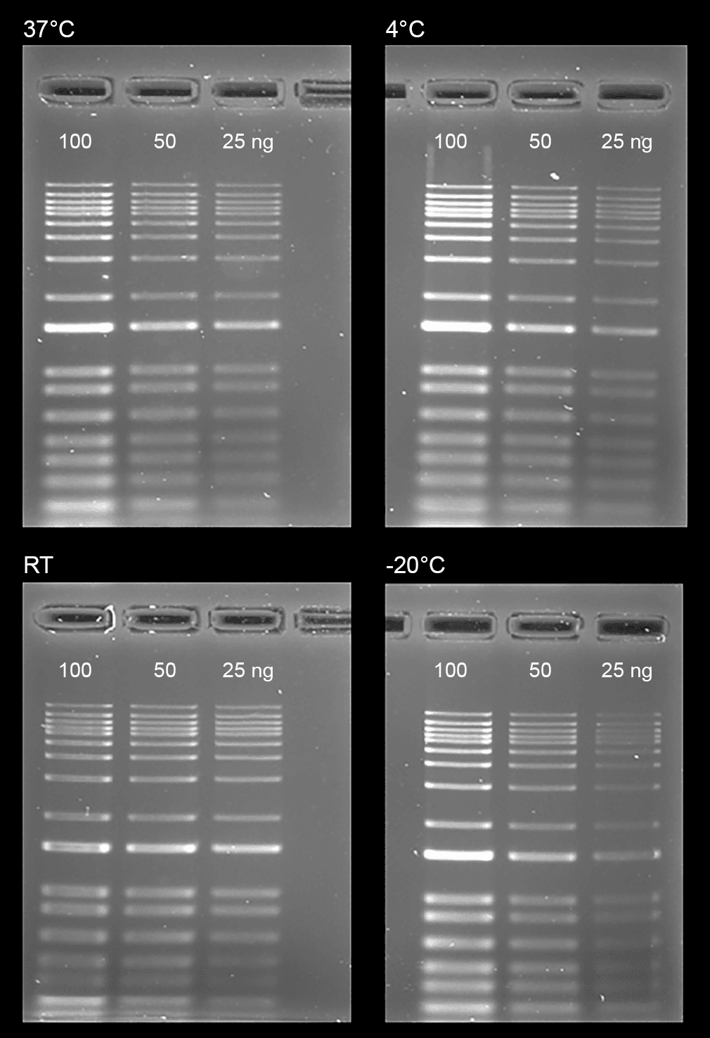 Stability test on Gelite™ Safe DNA Gel Stain, which was dissolved in DMSO and stored at four different temperatures (-20°C, 4°C, room temperature, and 37°C) for a period of one month. After storage, DNA ladders (100, 50, and 25 ng) were loaded in 1% agarose gel for 60 minutes at 75 V. Gels were incubated with Gelite™ Safe DNA Gel Stain for 1 hour. The image was captured in SYBR green filter set (Exposure time= 1.5 sec).