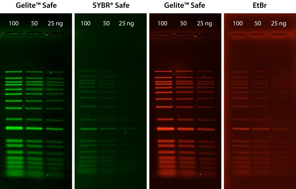<strong>Comparison of DNA detection in 1% agarose gel in TBE buffer using Gelite™ Safe, EtBr, and SYBR® Safe.</strong> Two-fold serial dilutions of 1 kb DNA ladder were loaded in amounts of 100 ng, 50 ng, and 25 ng from left to right. Gels were stained for 60 minutes with Gelite™ Safe, EtBr, and SYBR® Safe according to the manufacturer's recommended concentrations and imaged using the ChemiDoc™ Imaging System (Bio-Rad®). Gels were illuminated using a 300 nm transilluminator fitted with a GelGreen filter.