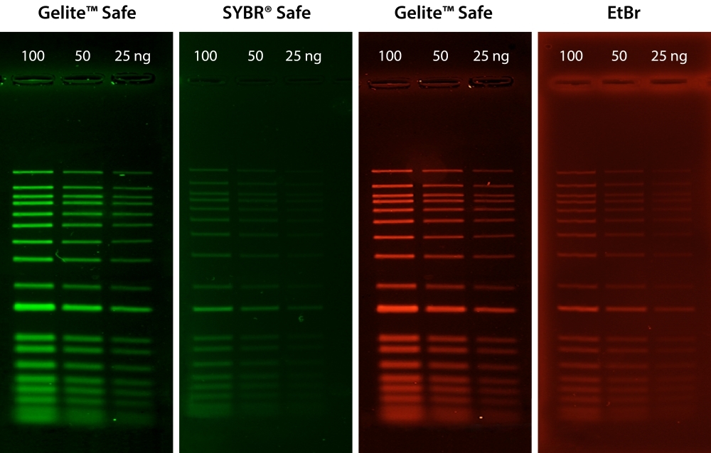 <strong>Comparison of DNA detection in 1% agarose gel in TBE buffer using Gelite™ Safe, EtBr, and SYBR® Safe.</strong> Two-fold serial dilutions of 1 kb DNA ladder were loaded in amounts of 100 ng, 50 ng, and 25 ng from left to right. Gels were stained for 60 minutes with Gelite™ Safe, EtBr, and SYBR® Safe according to the manufacturer's recommended concentrations and imaged using the ChemiDoc™ Imaging System (Bio-Rad®). Gels were illuminated using a 300 nm transilluminator fitted with a GelGreen filter.
