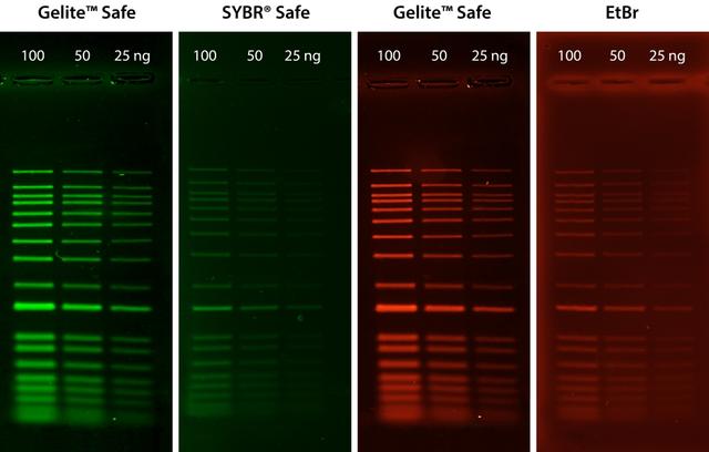 <strong>Comparison of DNA detection in 1% agarose gel in TBE buffer using Gelite™ Safe, EtBr, and SYBR® Safe.</strong> Two-fold serial dilutions of 1 kb DNA ladder were loaded in amounts of 100 ng, 50 ng, and 25 ng from left to right. Gels were stained for 60 minutes with Gelite™ Safe, EtBr, and SYBR® Safe according to the manufacturer's recommended concentrations and imaged using the ChemiDoc™ Imaging System (Bio-Rad®). Gels were illuminated using a 300 nm transilluminator fitted with a GelGreen filter.