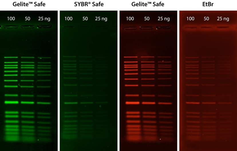 Comparison of DNA detection in 1% agarose gel in TBE buffer using <a href="https://www.aatbio.com/products/gelite-safe-dna-gel-stain-10-000x-water-solution" target="_blank" rel="noopener">Gelite™ Safe</a>, EtBr, and SYBR® Safe.