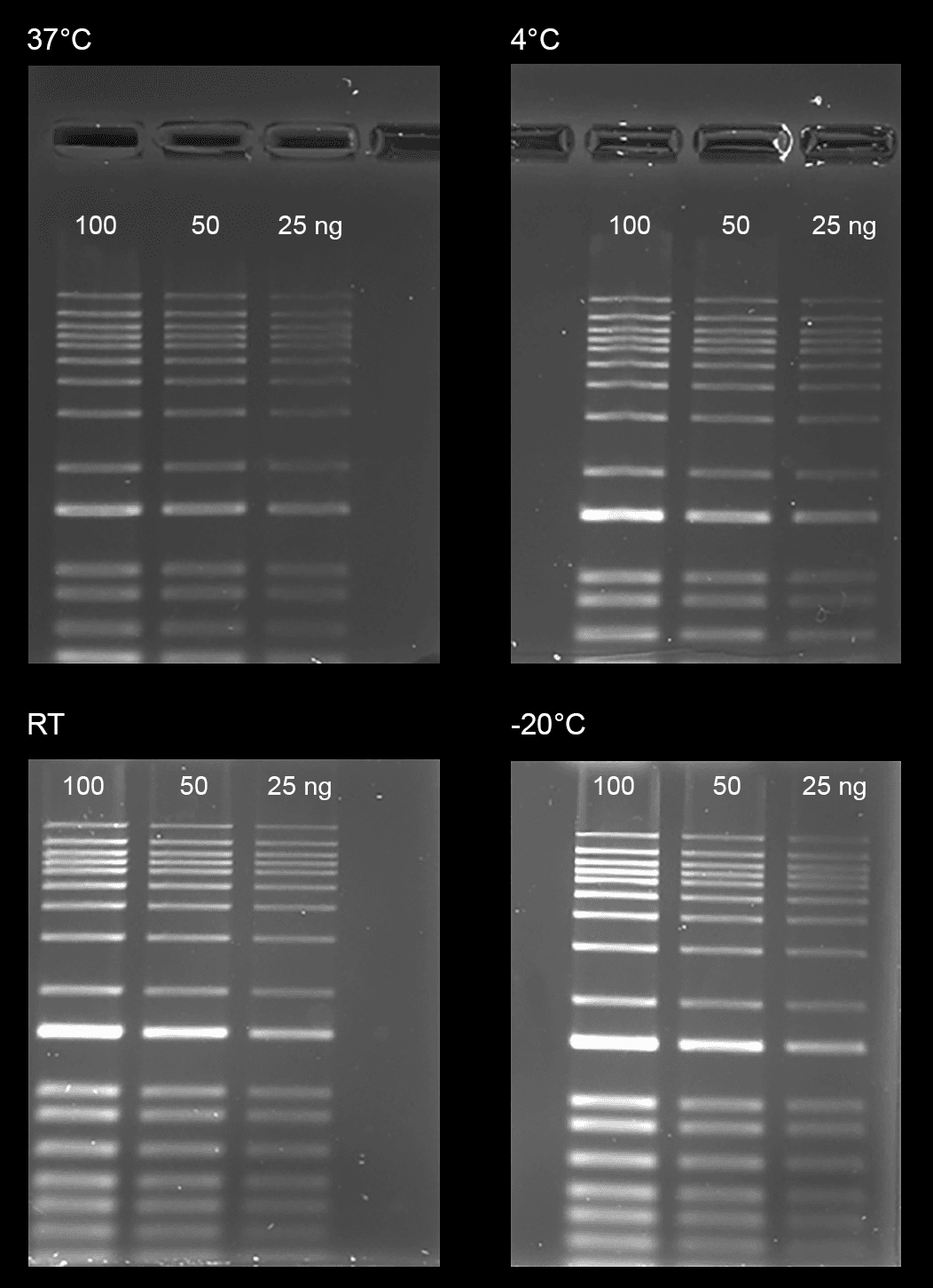 Stability test on Gelite™ Safe DNA Gel Stain, which was dissolved in water and stored at four different temperatures (-20°C, 4°C, room temperature, and 37°C) for a period of three months. After storage, DNA ladders (100, 50, and 25 ng) were loaded in 1% agarose gel for 60 minutes at 75 V. Gels were incubated with Gelite™ Safe DNA Gel Stain for 1 hour. The image was captured in SYBR green filter set (Exposure time= 1.5 sec).