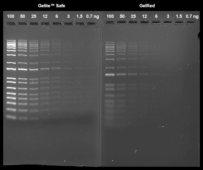 Comparison of Gelite™ Safe (1:25,000X dilution) and GelRed® (1:10,000X dilution) in precast gel staining using 1% agarose gel in TBE buffer. Two-fold serial dilutions of 1 kb DNA ladder were loaded in the amounts of 100 ng, 50 ng, 25 ng, 12 ng, 6 ng, 3 ng, 1.5 ng, and 0.7 ng from left to right. Gels were imaged using a 300 nm transilluminator in ChemiDoc™ Imaging System (Bio-Rad®).
