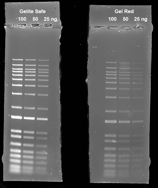 Comparison of DNA detection in 1% agarose gel in TBE buffer using Gelite™ Safe and GelRed®. Two-fold serial dilutions of 1 kb DNA ladder were loaded in amounts of 100 ng, 50 ng, and 25 ng from left to right. Gels were stained for 60 minutes with Gelite™ Safe and GelRed™ (Biotium) according to the manufacturer's recommended concentrations and imaged using the ChemiDoc™ Imaging System (Bio-Rad®). Gels were illuminated using a 300 nm transilluminator fitted with an EtBr filter set.