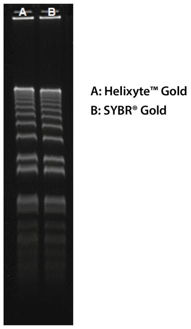 160 ng of 1 Kb Plus DNA Ladder &nbsp;(ThermoFisher 10787018) in 0.9% agarose/TBE electrophoresis gel were stained with Helixyte&trade; Gold and SYBR&reg; Gold and imaged with 254-nm UV transilluminator using UVP Bioimaging System.