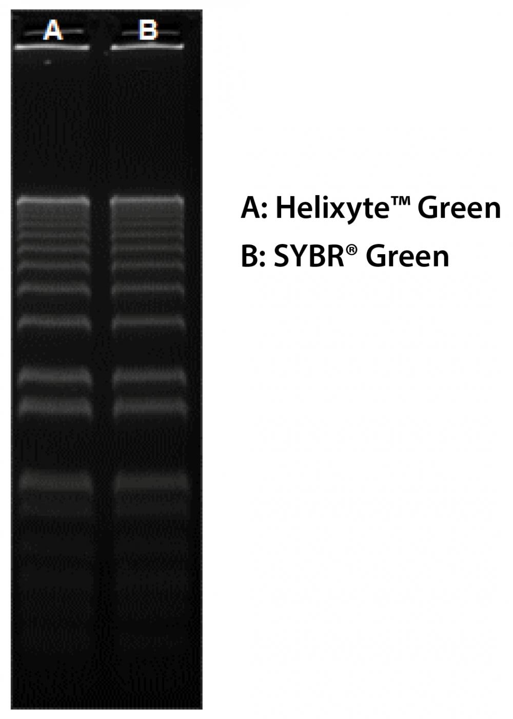 160 ng of 1 Kb Plus DNA Ladder (ThermoFisher 10787018) in 0.9% agarose/TBE electrophoresis gel were stained with Helixyte™ Green and SYBR® Green and imaged with 254-nm UV transilluminator using UVP Bioimaging System.