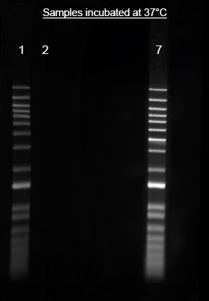 Direct labeling of nucleic acid using Helixyte™ iFluor® 488 Nucleic Acid Labeling Dye. The DNA ladder was labeled with 100 µM of Helixyte™ iFluor® 488 Nucleic Acid Labeling Dye (Lane 7), with ThermoFisher's Ulysis™ Alexa Fluor™ 488 Nucleic acid labeling kit (Lane 1) and analyzed alongside unlabeled DNA (Lane 2) on 1% agarose DNA gel using gel electrophoresis.