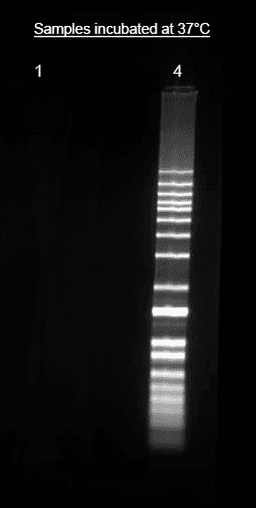 Direct labeling of nucleic acid using Helixyte™ iFluor® 555 Nucleic Acid Labeling Dye. DNA ladder was labeled with 50 µM of Helixyte™ iFluor® 555 Nucleic Acid Labeling Dye (Lane 4) and analyzed alongside unlabeled DNA (Lane 1) on 1% agarose DNA gel using gel electrophoresis.